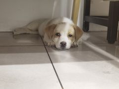 -佳雯宠物医院·皮肤科·内外科(春晓路分院)