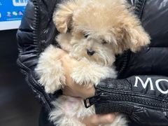 -萌宠之家·腊肠犬·马尔泰·小体犬舍