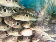 -肆月河豚·新淮扬(金融街店)