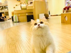 -猫和宫(六道口店)