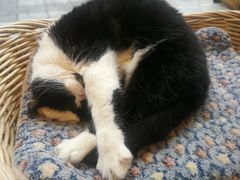 -猫友咖啡店(玉林西路店)