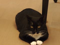 -宠颐生宠物医院·心肾内科·猫专科诊疗中心宠巢店