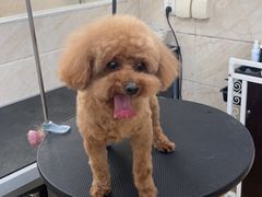 -美联众合动物医院·24h京西诊疗中心