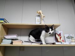 -半岛宠物医院24小时(科华中路店)