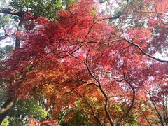 -秋霞圃