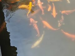 -西湖外事游船(花港观鱼码头)