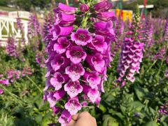 -松山湖梦幻百花洲