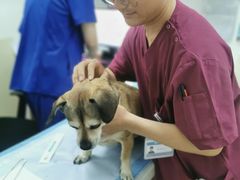 -美联众合动物医院·24h转诊中心