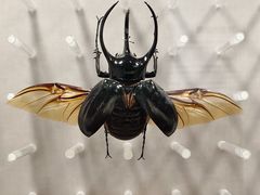 -国家自然博物馆