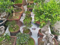 -平吉花卉市场