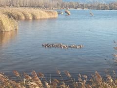 -野鸭湖国家湿地公园