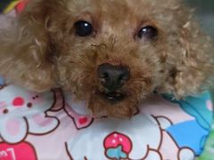 -瑞派动物医院·猫专科·至诚(江南中分院)