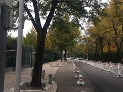 -三里屯东五街银杏大道