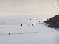 -大兴滨河森林公园