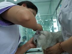 -乖乖乐动物医院(小汤山分院)