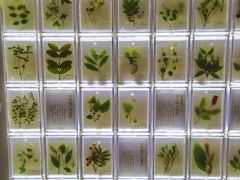 -广东中医药博物馆