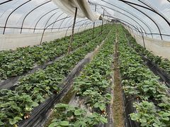 -胜丰草莓采摘园