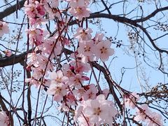 -桃花堤公园