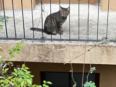 -嘉善老市