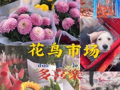 -桂林市花鸟市场
