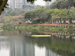 -重庆彩云湖湿地公园