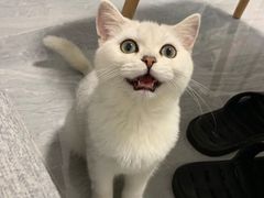 -瑞派康怡24h宠物医院·犬猫医疗中心·微创绝育(瑞景分院)