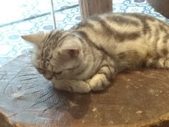 -more than meow吴止猫主题餐厅(承德 中船汇店)