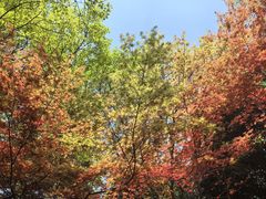 -桃花岛景观公园