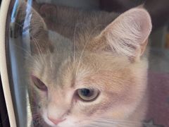 -喵zoo家庭繁育猫舍(尖东智能花园店)