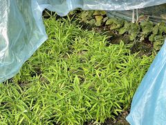 -小乡小镇·传承桐庐土菜·老板亲自烧的菜