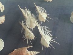 android_upload_pic-上海海洋大学鱼文化博物馆(军工路校区)