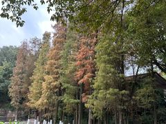-广州莲花山旅游区
