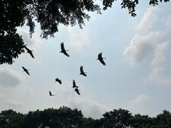 -广州长隆飞鸟乐园