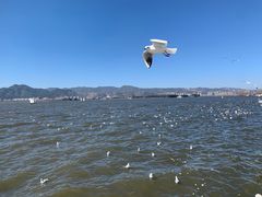 -海埂大坝