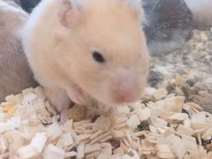 -钓仓鼠(洋桥北里小区店)