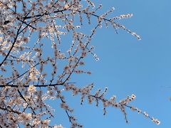 -凤凰山国家森林公园