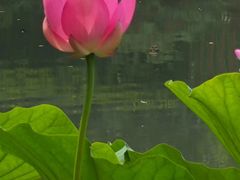 -白鹭湾湿地公园