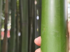 -泰山风景名胜区-普照寺