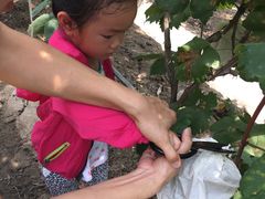 -马陆小张葡萄园农家乐