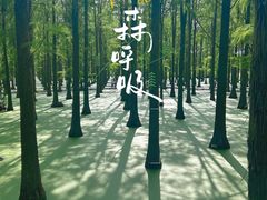 -渌洋湖湿地公园