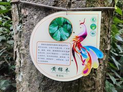 -西双版纳原始森林公园