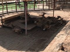 -北京鹿世界主题园