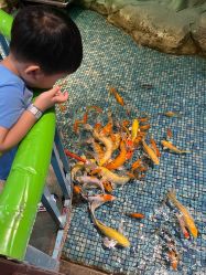 点击看大图 -酷嗒动物文化乐园(cutezoo西溪乐天城店)