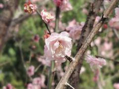 -洛阳市隋唐城遗址植物园