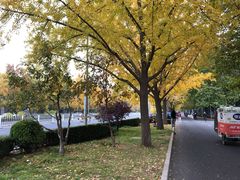 -三里屯东五街银杏大道