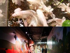 -正佳雨林生态植物园