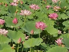 -莲花池公园