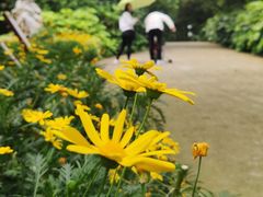 -菊花台公园