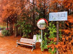 -上海海湾国家森林公园