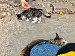 -小洲村